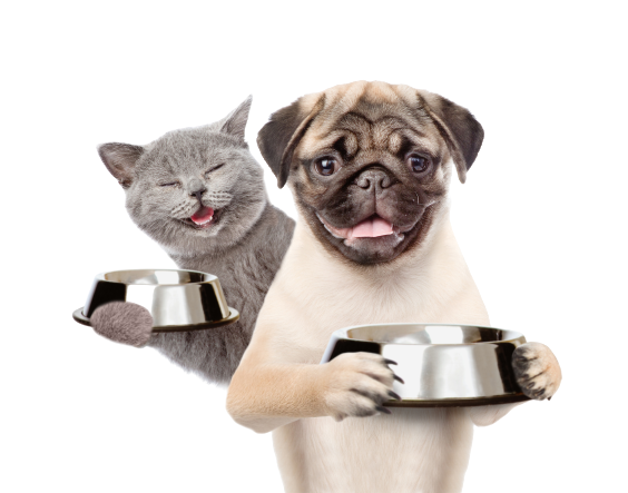 Puchata chata Gdańsk